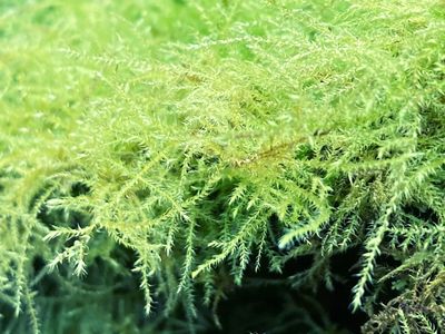 Light green feathery moss